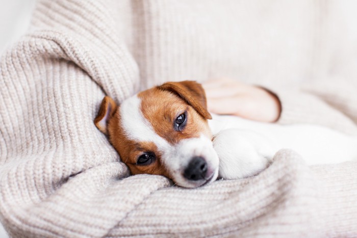 飼い主の腕に抱かれた体調の悪そうな子犬