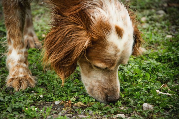 地面のニオイを嗅ぐ犬の顔のアップ