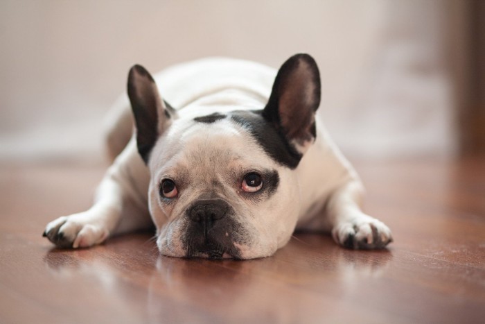 退屈そうに見つめてくる犬