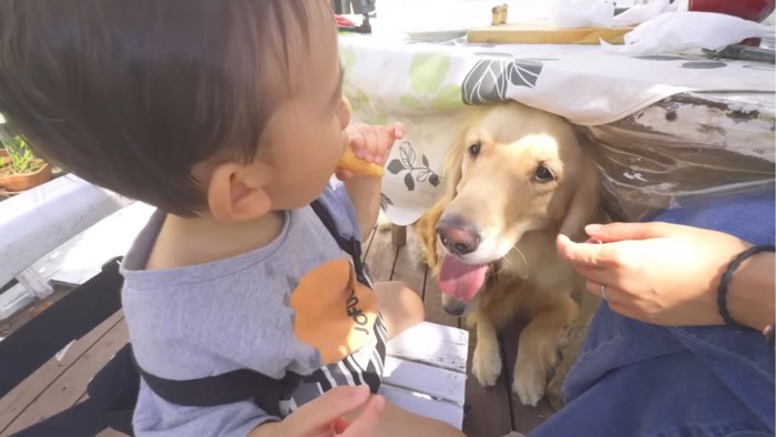 アイスを見る犬