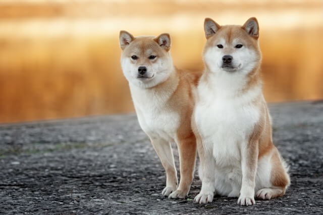 2頭の柴犬