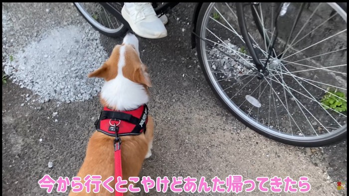 「お姉ちゃんも一緒に行こうよ~♪」
