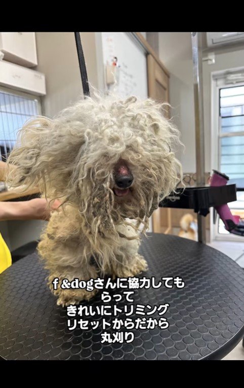 シリルちゃんが幸せをつかむまで5