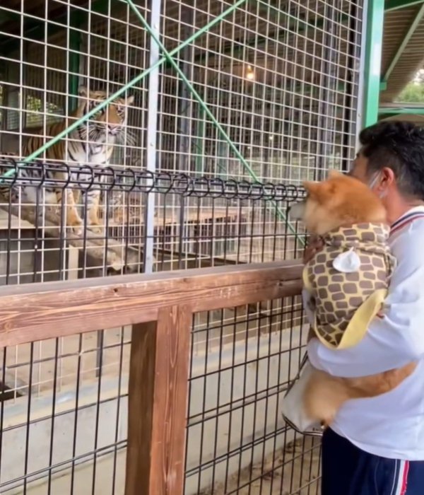 トラを見る犬2