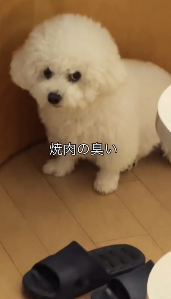 座って見上げる犬