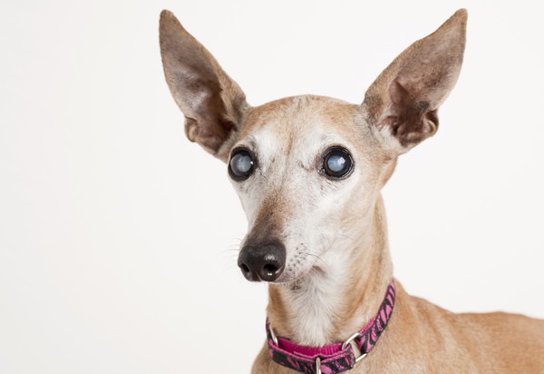 犬の眼が白い