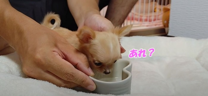 水を飲む子犬