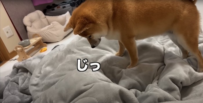 毛布を見下ろす柴犬