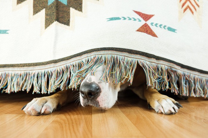 カーテンに隠れている犬