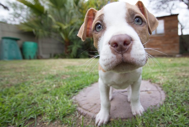 子犬