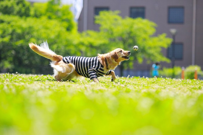 遊ぶ犬