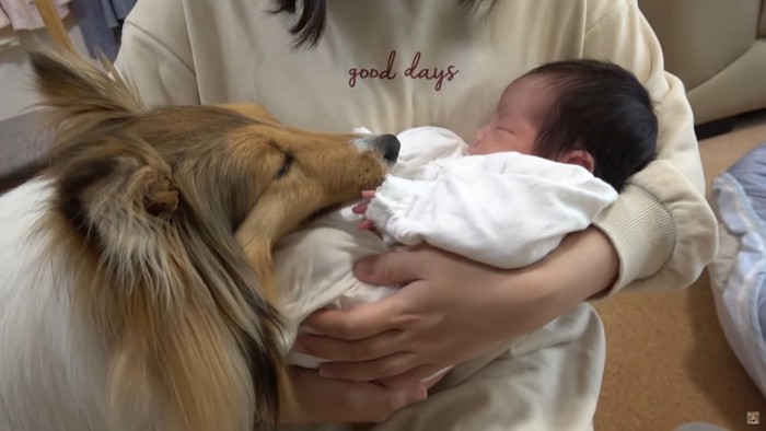 赤ちゃんのにおいをかぐシェルティ