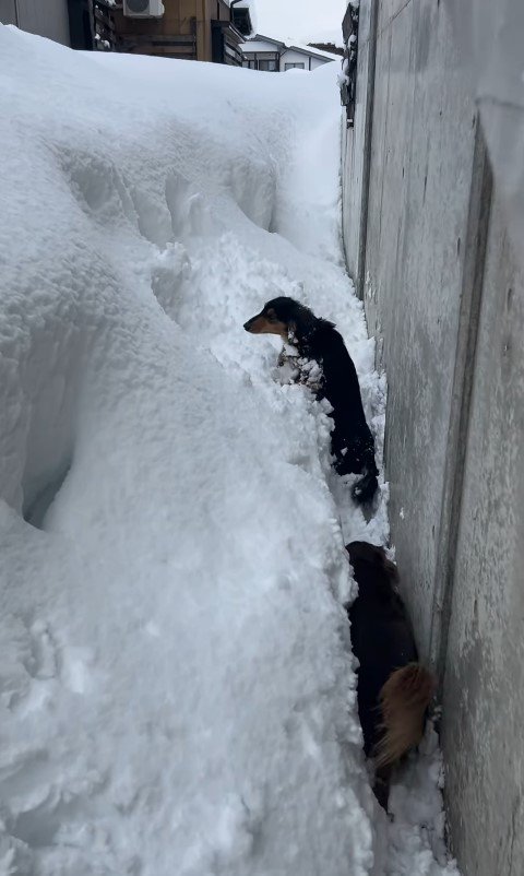 雪まみれのジェイクくん＆米吉くん5