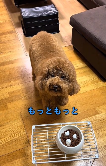 催促するいっきゅうくん