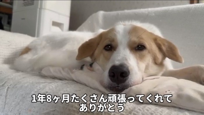 ソファの上で穏やかに横になる犬