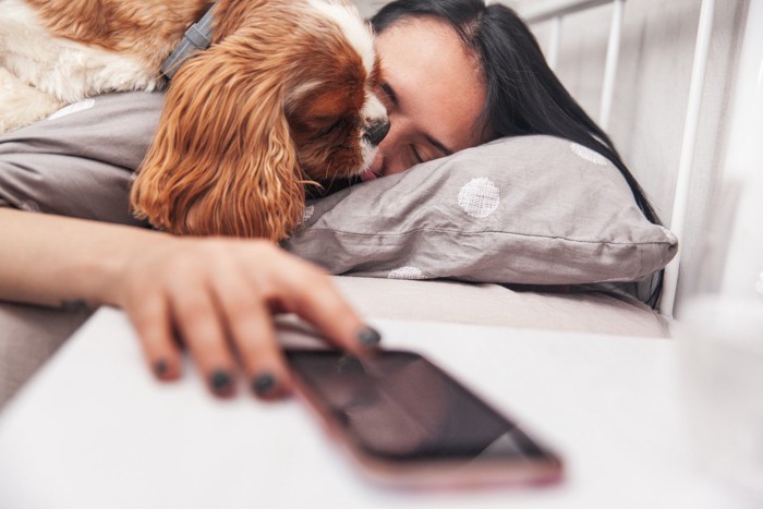 飼い主のベッドに寝転がる犬