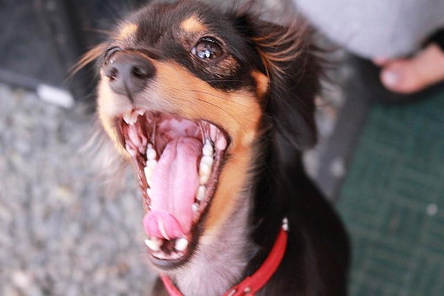 口を開けた犬