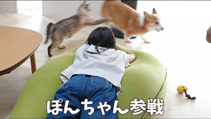 犬のお尻に前足を伸ばす猫