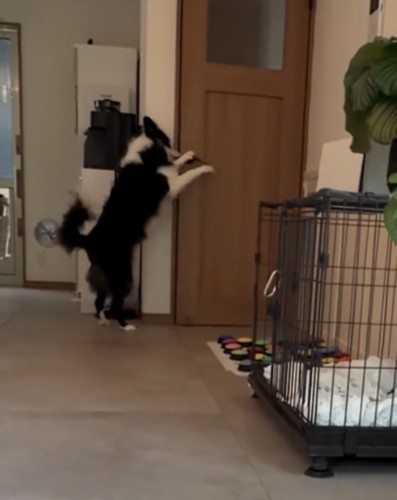 ドアに飛びつく犬