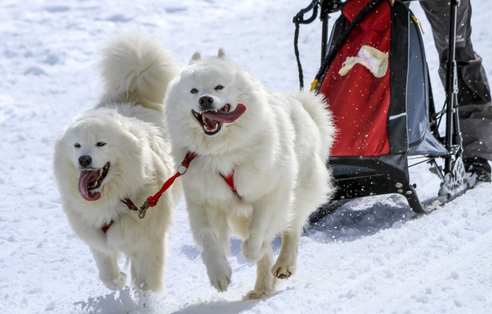 犬ぞりを引くサモエド