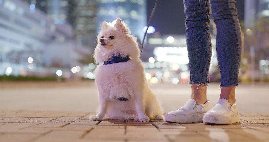 ポメラニアンと人の足元