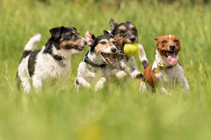 草原を並んで走る四頭の犬