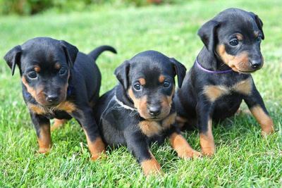 草むらでおすわりするミニチュアピンシャーの幼犬