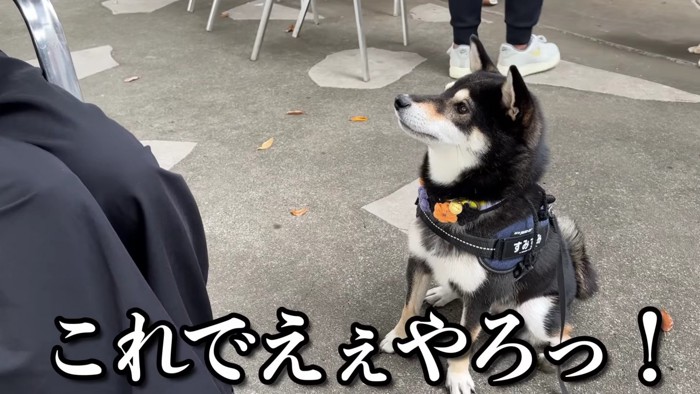 柴犬のすみちゃん