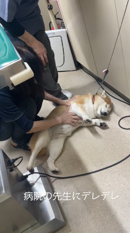 女性の獣医に撫でられて目を細める犬