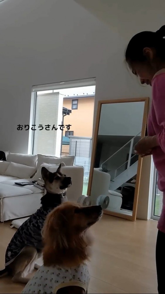 飼い主さんを見つめる犬2匹