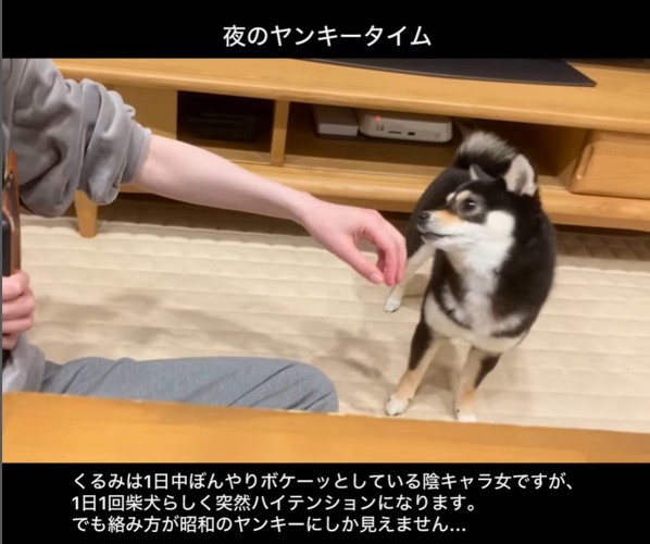 ヤンキーのように絡むくるみちゃん7