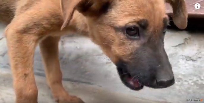 野良子犬