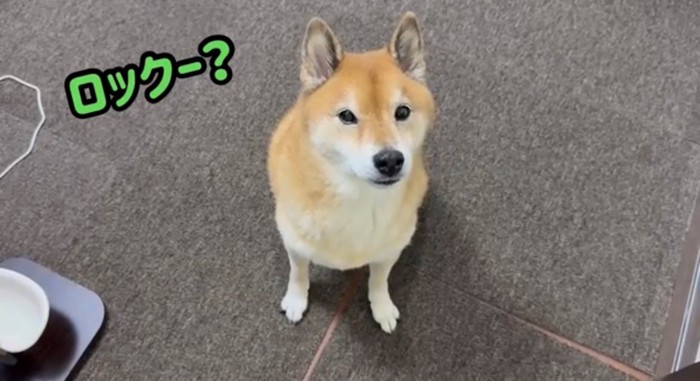 正面を見つめる犬