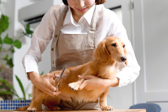 犬の足元の毛をカットしようとしているトリマー