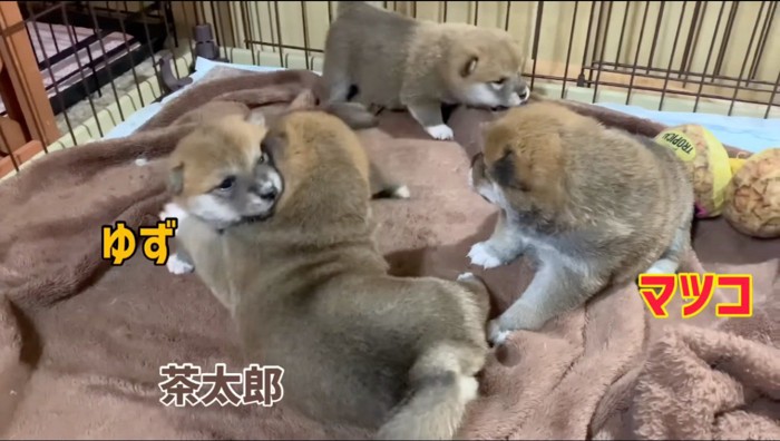 大柄な雄の子犬に噛みつく小柄な雌の子犬