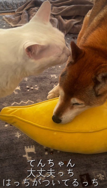今度ははっちちゃんが支える