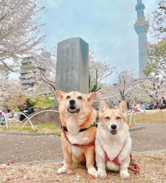 まるでマイクロビキニ！？