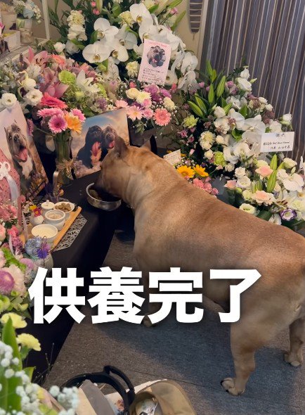 ラブちゃんなりの供養
