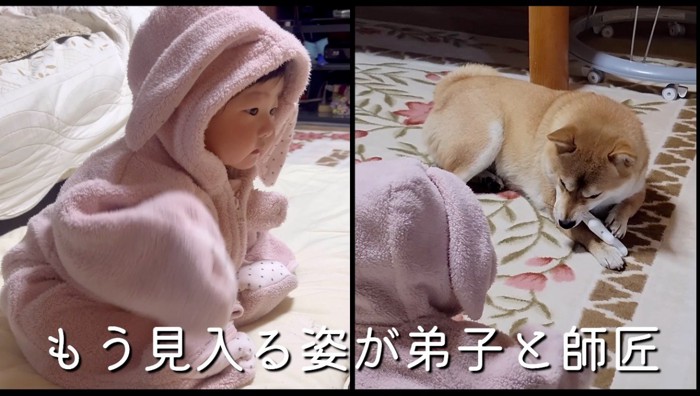 ぬいぐるみを噛んで遊んでいる犬の姿を眺める赤ちゃん