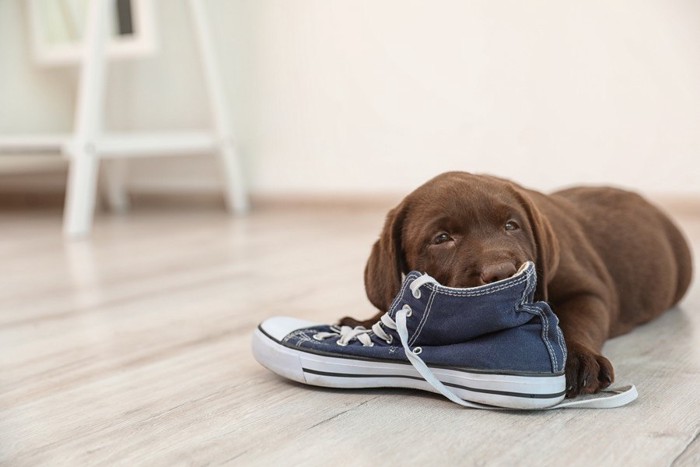 靴をかむ子犬