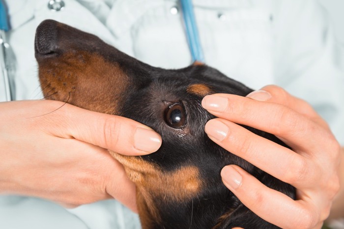 犬の目の検査