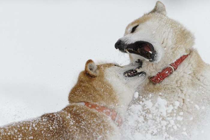 雪の中で取っ組み合いをする二匹の柴犬