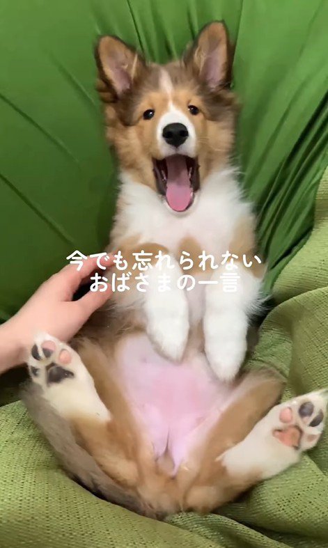 ソフィーちゃんのビフォーアフター