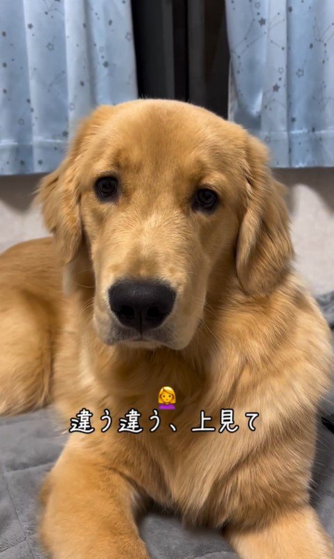 上を向いてほしい飼い主さんVSモンガータくん3