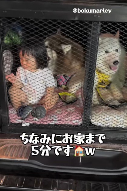 余裕綽々の息子さん