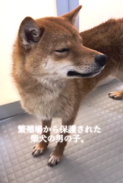 繁殖場から保護