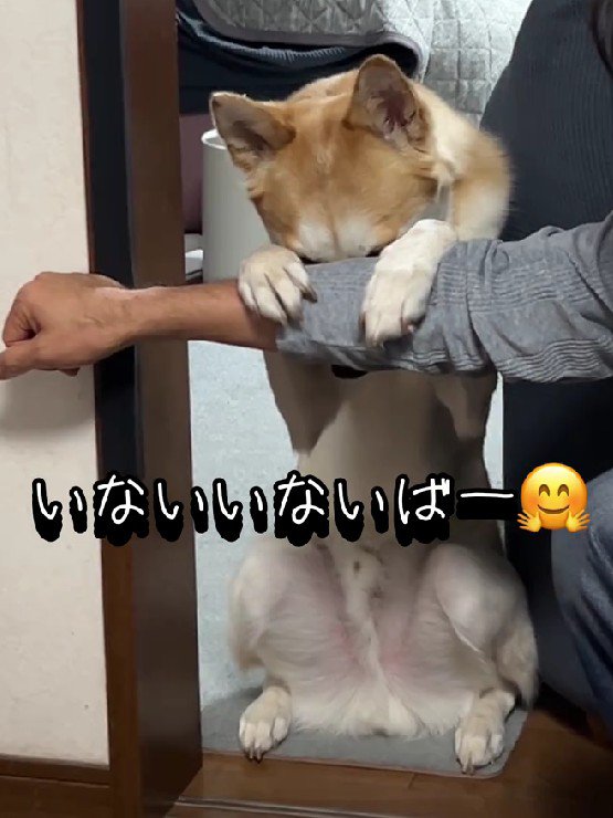 いないいない…