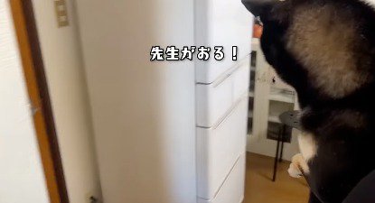 人の気配を感じて、嬉しそうに吠える犬