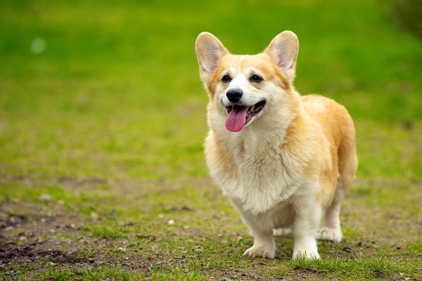 フリスビードッグに挑戦中の犬