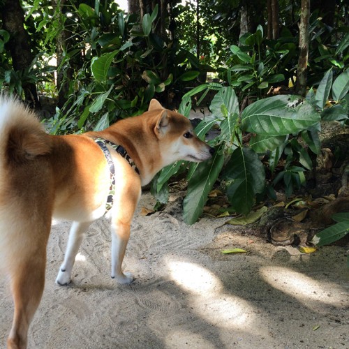 くさの匂いを嗅ぐ犬